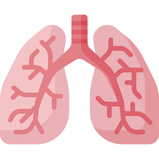 Medical illustration of the lungs showing the trachea and branching bronchial airways.