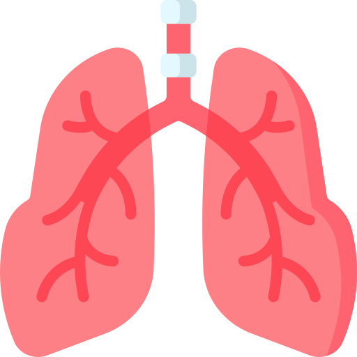 Medical illustration of healthy pink lungs with the trachea and branching bronchi visible.