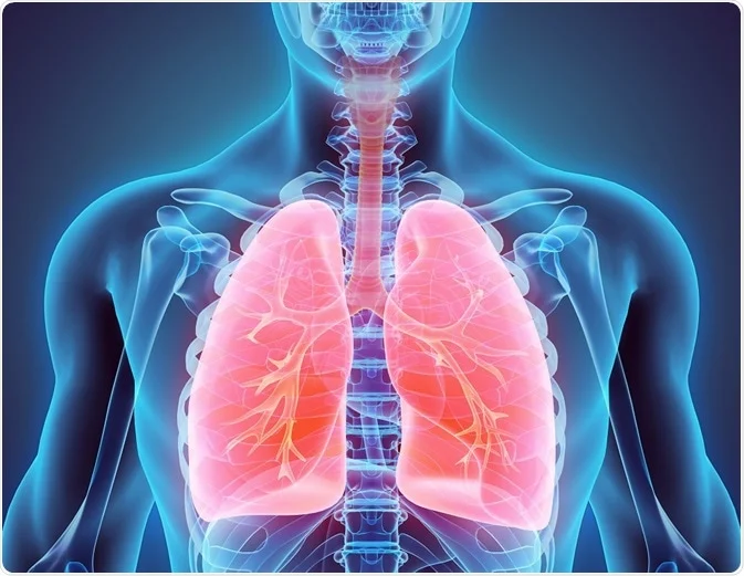 Medical illustration of the human respiratory system showing the trachea, bronchial tubes, and highlighted lungs.